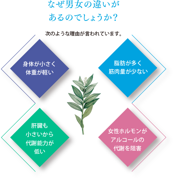 なぜ男女の違いがあるのでしょうか？次のような理由が言われています。「身体が小さく体重が軽い」「脂肪が多く筋肉量が少ない」「肝臓も小さいから代謝能力が低い」「女性ホルモンがアルコールの代謝を阻害」